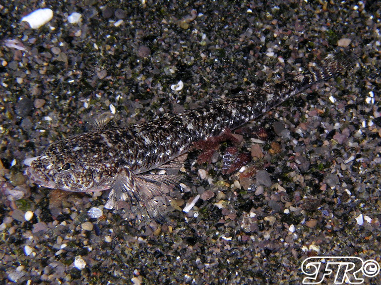 Pomatoschistus marmoratus da Sorrento